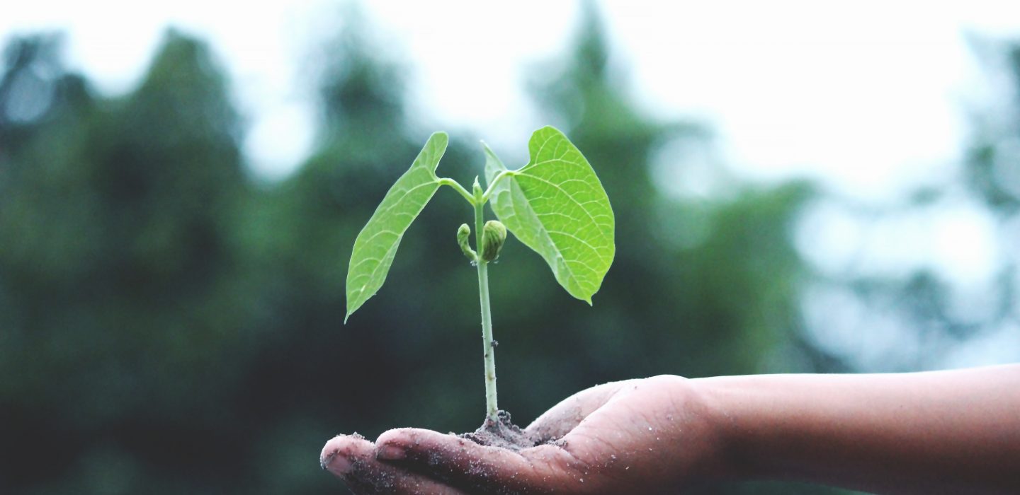 agriculture-growth-hand-1072824